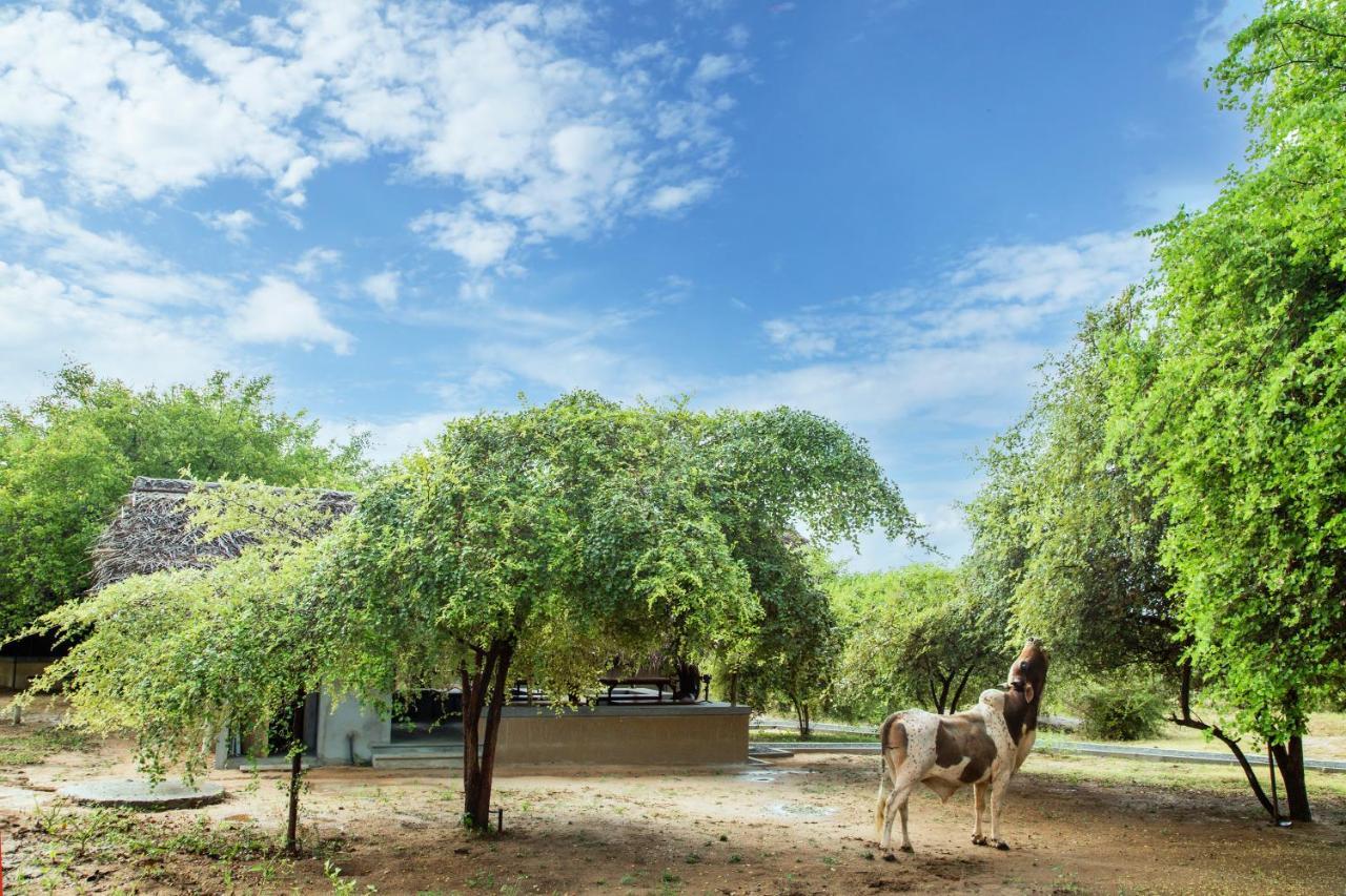 Yala Wild Hut - Yala Luxury tent Tissamaharama