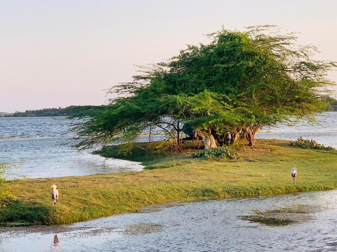 Yala Wild Hut - Yala Luxury tent